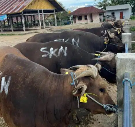 tabungan sapi bali 350kiloan layak sapi qurban 2027 2,5jt/bln 11x puas