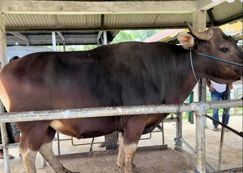 sapi bali 350kiloan layak sapi qurban 2026 ekonomisan rawatan jamin ok