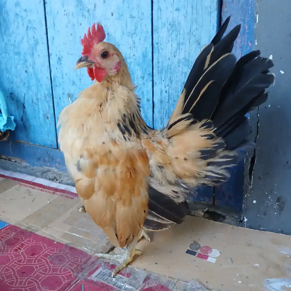 Ayam serama jantan muda
