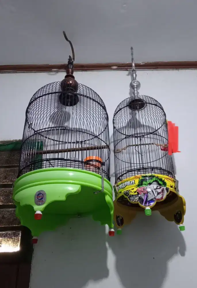 Kandang msh mulus borongan