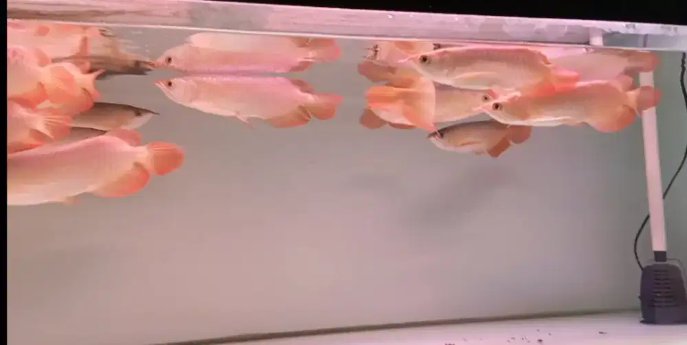 Arwana super red 25cm