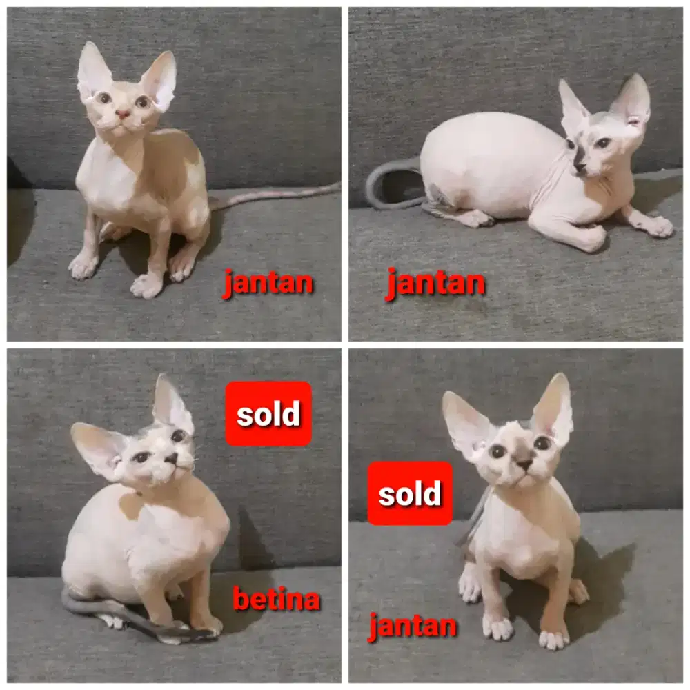 Kucing spynx (kucing canada)