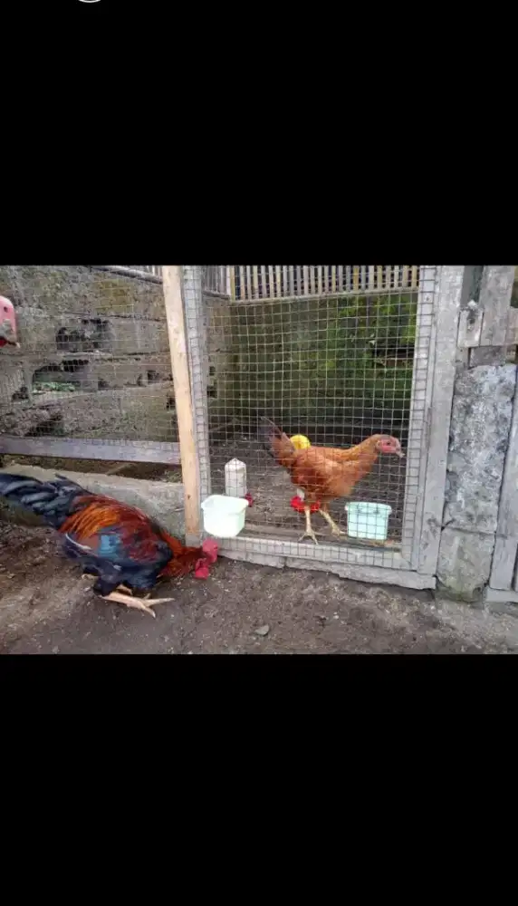 Jual Ayam Kub Jantan Betina