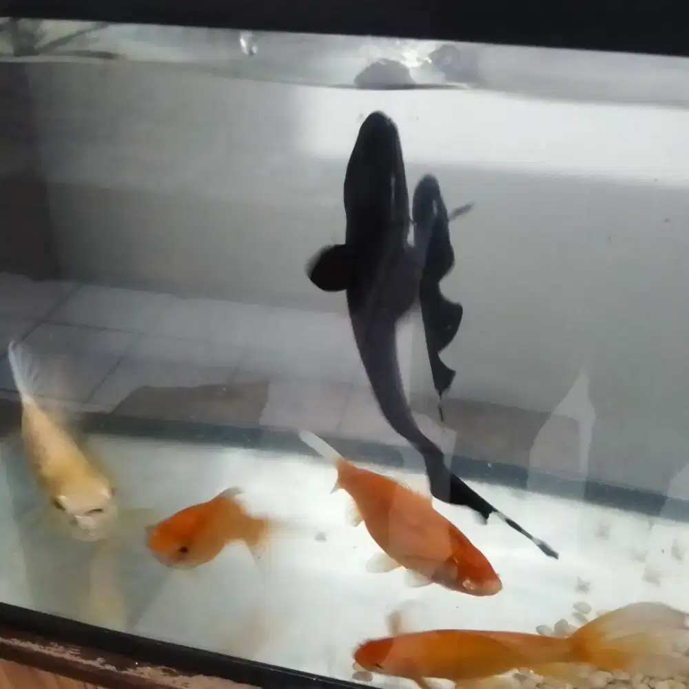 2 Black Fish. 3 Koi dan 1 White Fish