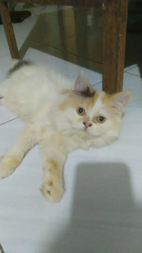kucing persia medium,4 bulan jantan dan betina