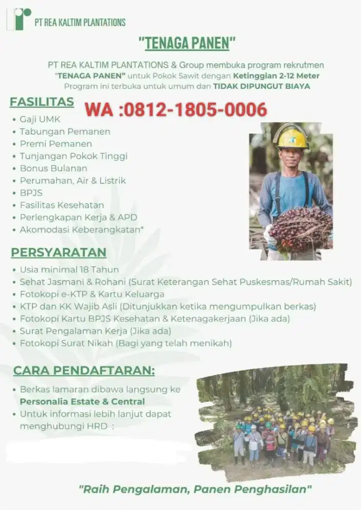 Loker perkebunan kelapa sawit