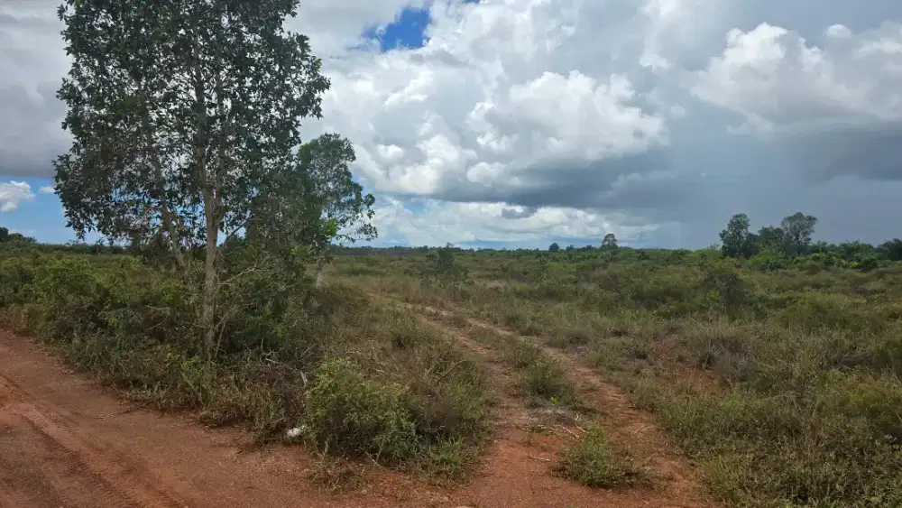 Jual lahan siap tanam sawit 10 Ha