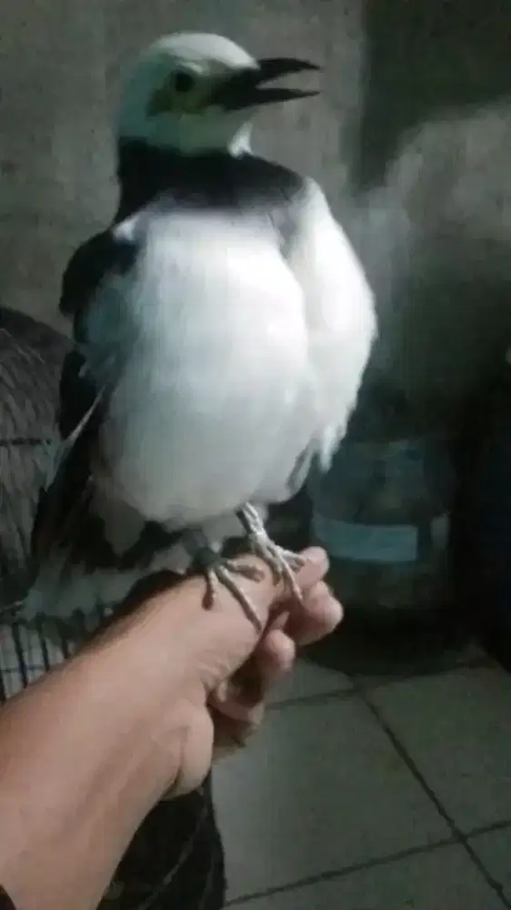 Jalak hongkong gacor jinak