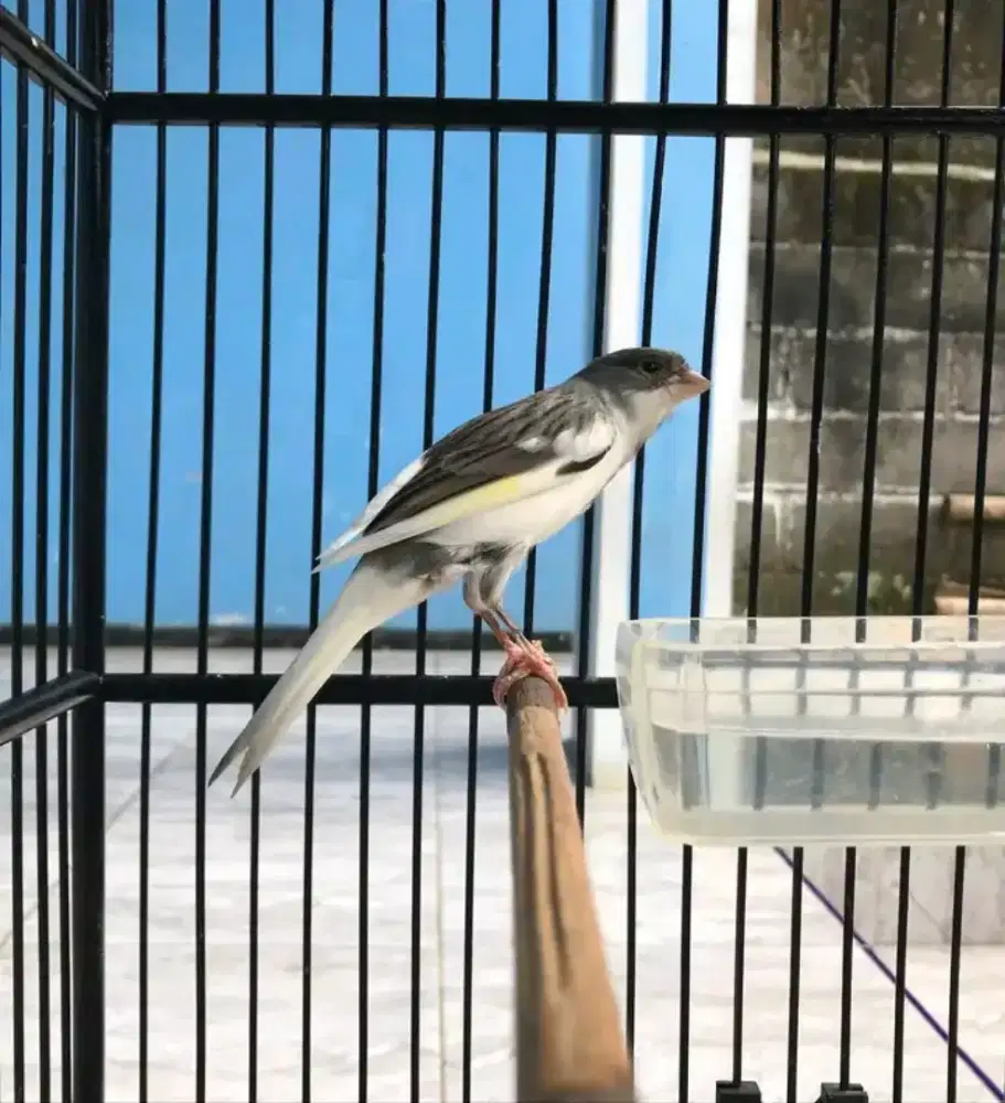 Kenari panda gacoran