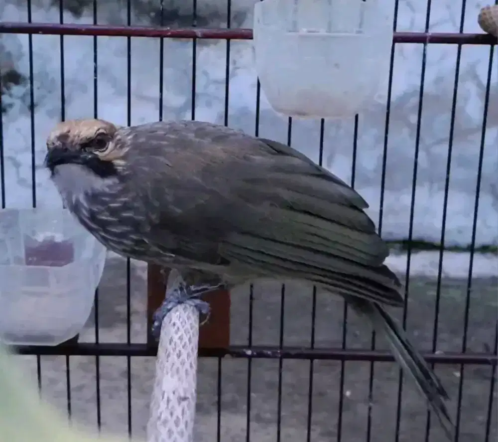 Cucak rowo jantan mulus