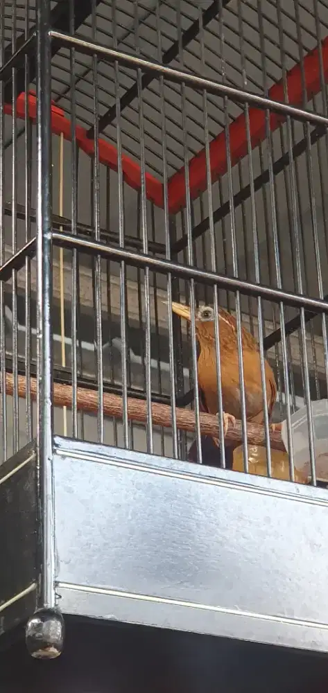 Wambi jinlat TT ajuin