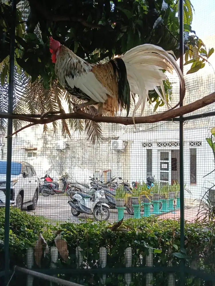 Ayam Jepang Ekor Panjang (Onagadori)