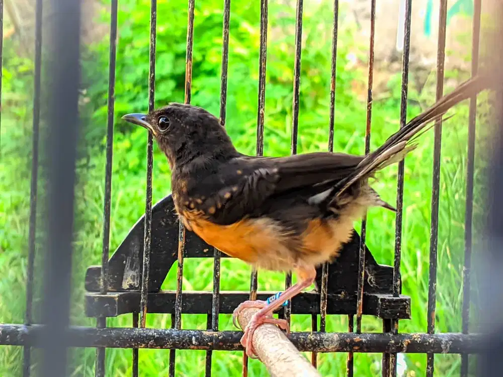 Jual/Dijual Murai Batu Trotol Betina Trah prestaai ( cucu pitung)