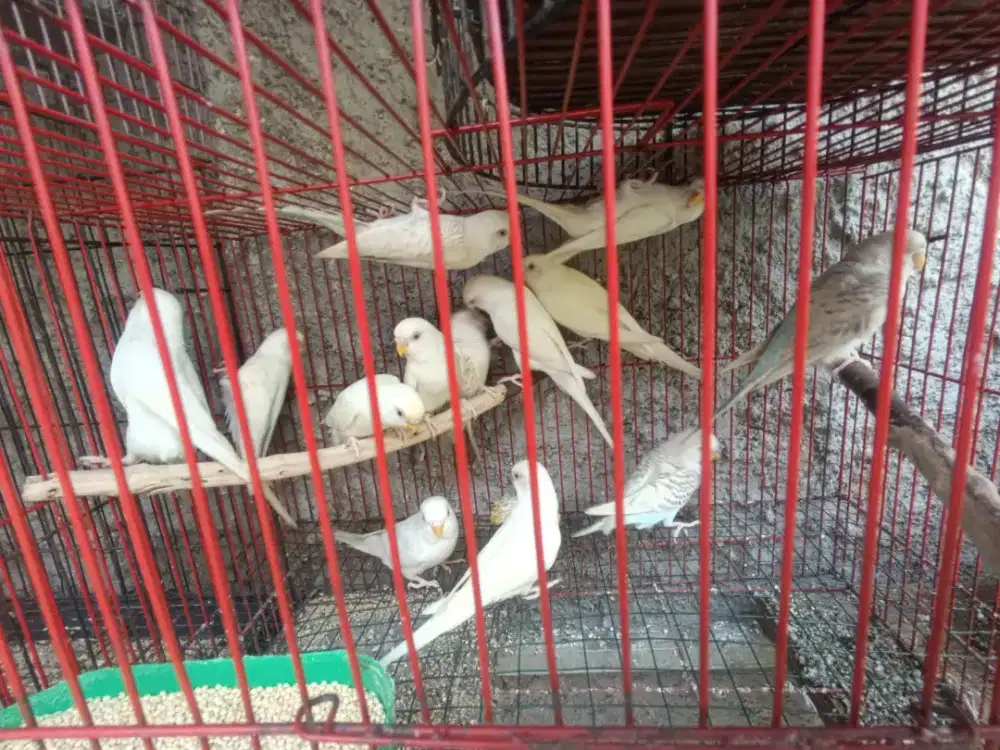 Parkit lokal fallow & albino