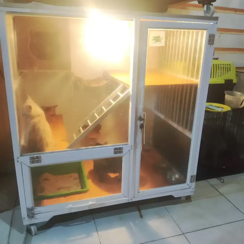 Kandang kucing jumbo sultan | Bukan kucing BSH | Bukan kucing persia
