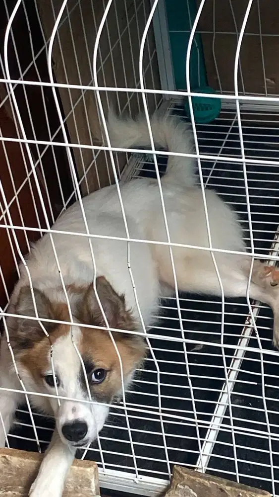 Anjing blasterancampuran,model sedanglucu,jenis jantan