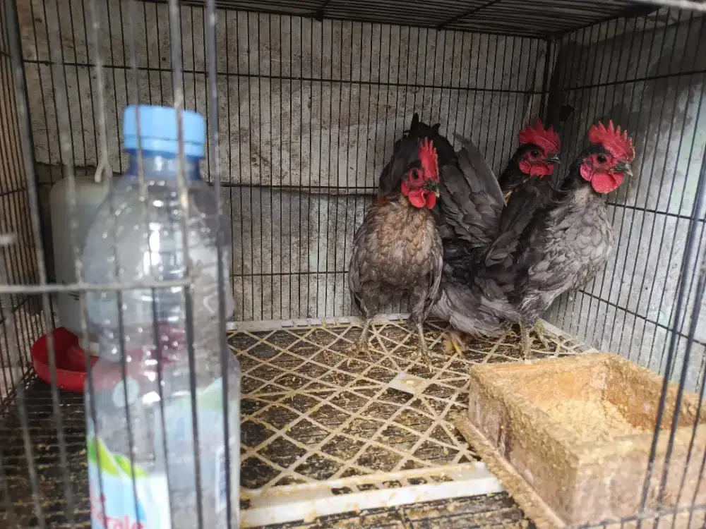 Ayam Serama original