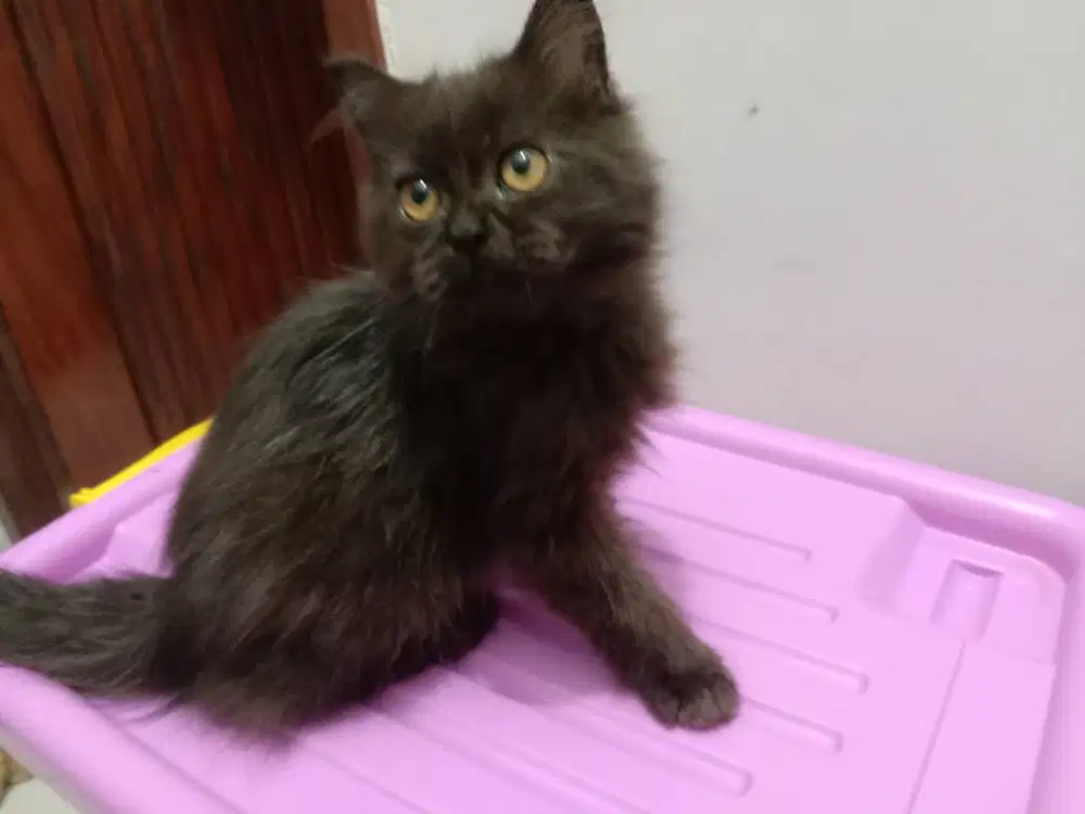 Kucing Jangan Rmaja umur 5 bulan