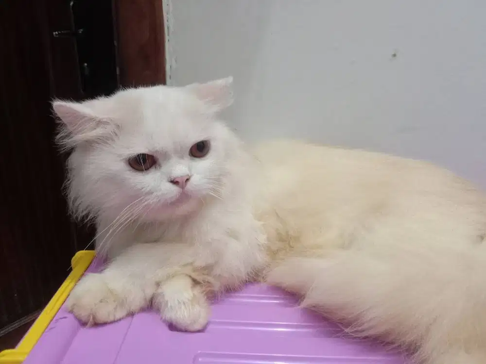 Kucing Jantan Persia