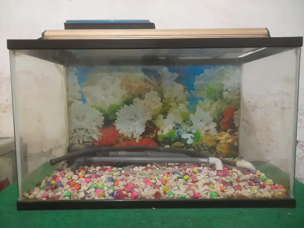 Jual AQuarium 60cm × 35cm beserta isinya..