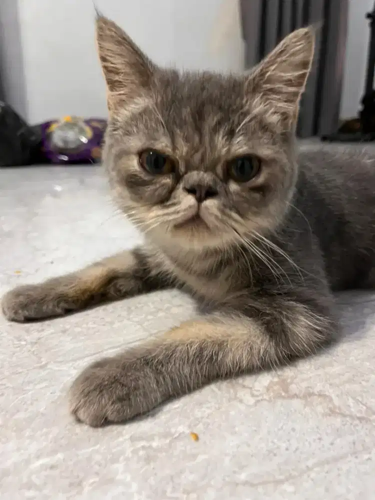 Kucing bulu pendek pesek