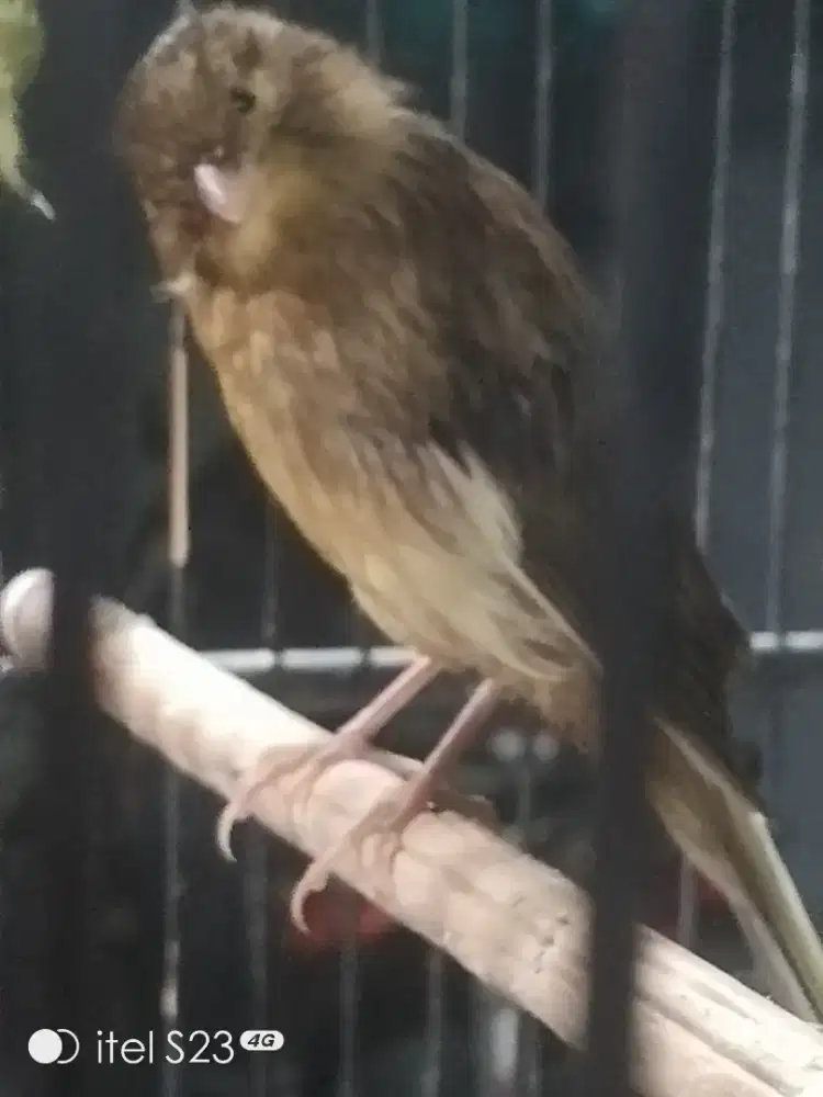 Kenari F1 Ys big size