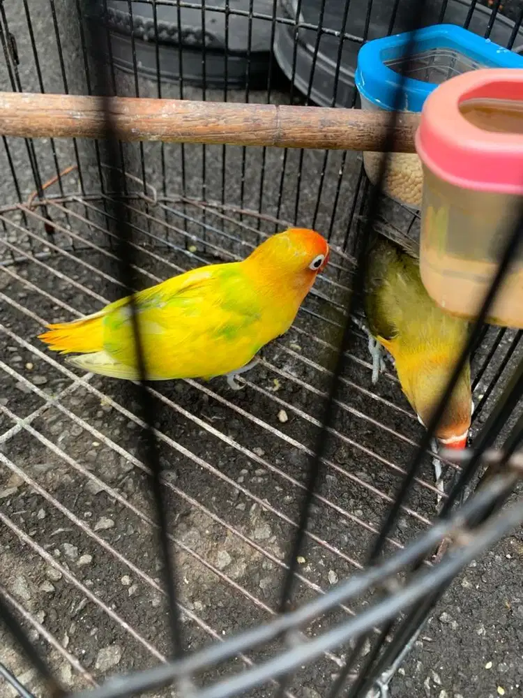 Anakan lovebird umur 2 bulanan