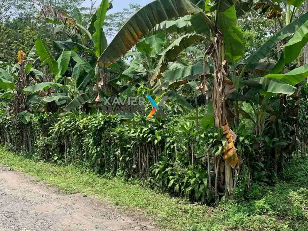 Djjual Tanah Kebun Di Kendalrejo Talun Kota Blitar