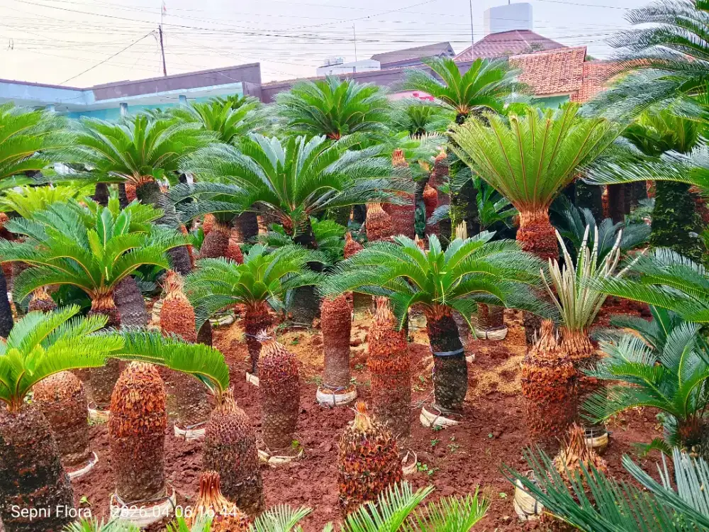 Tanaman Sikas (harga grosir )