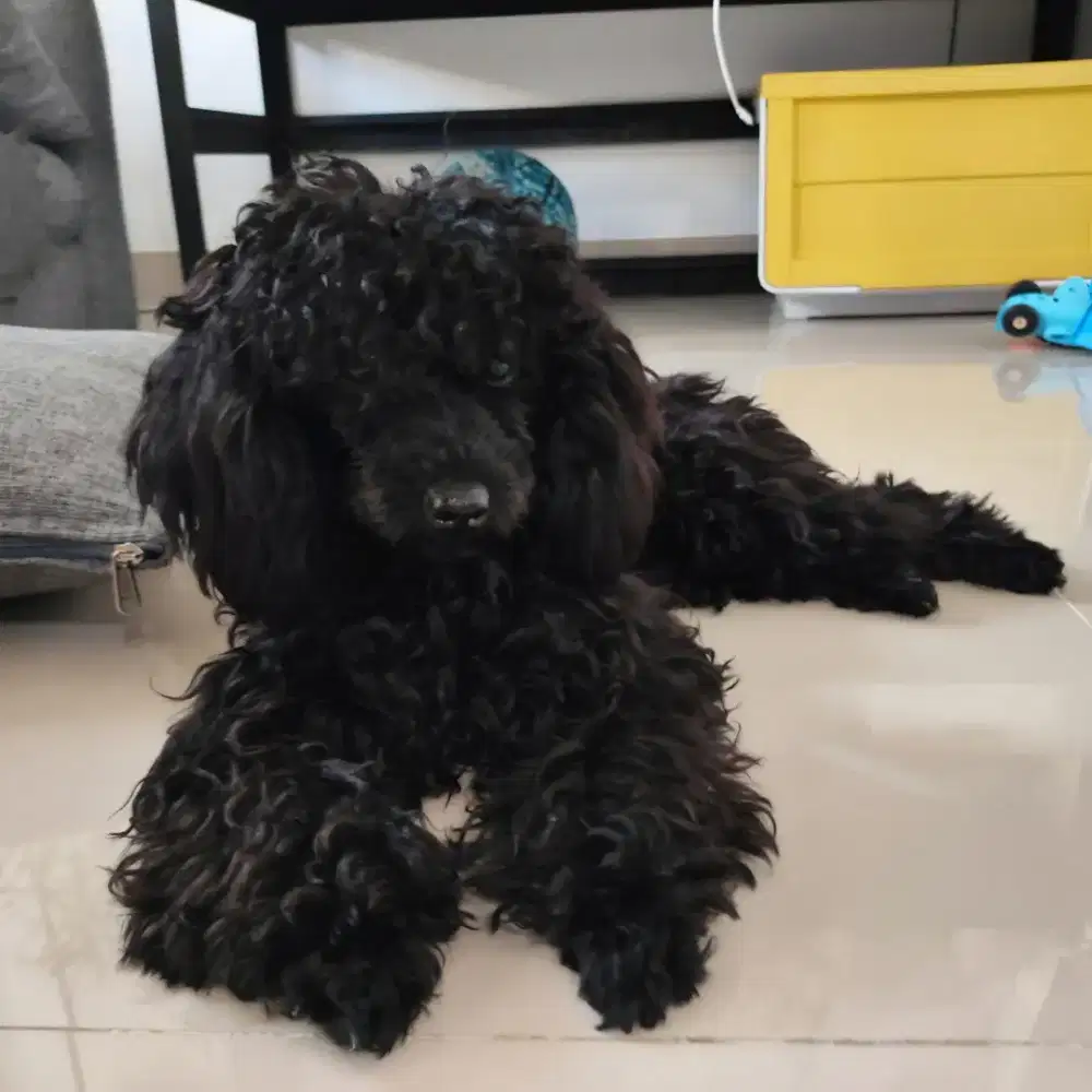 FEMALE TOY POODLE super manja