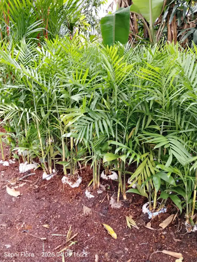 Tanaman palem Komodria