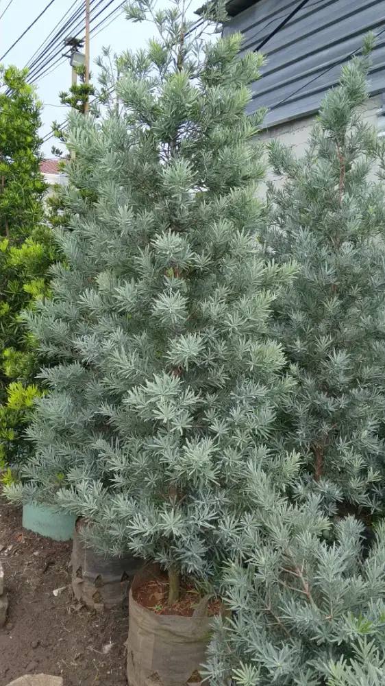 jual tanaman Lohansung blue ice
