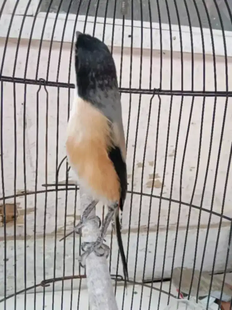 Cendet blangkon mulus bunyi