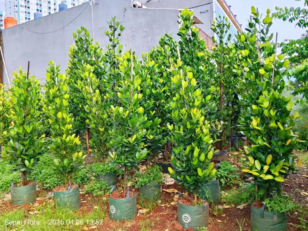 Tanaman Gracenia Tinggi 2 meter