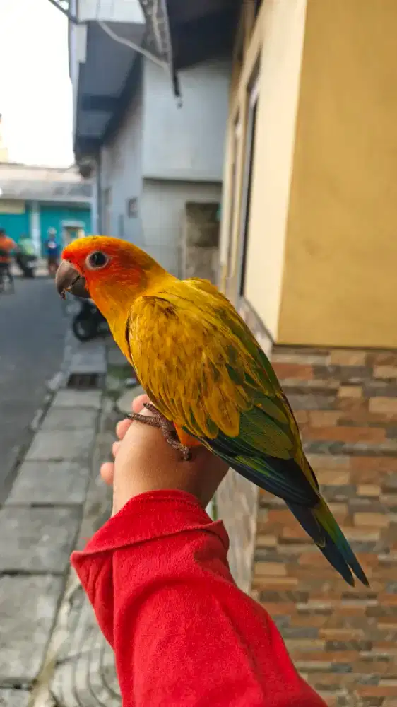 Burung SUN CONURE jinak skill