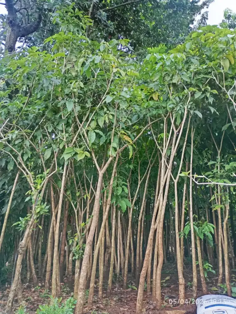 Tanaman Tabebuya Bunga kuning