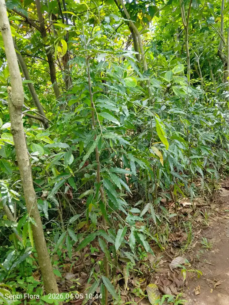 Tanaman Glodogan Batang