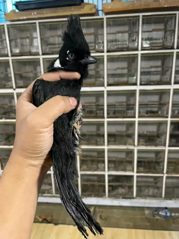 Burung sililin mh mulus