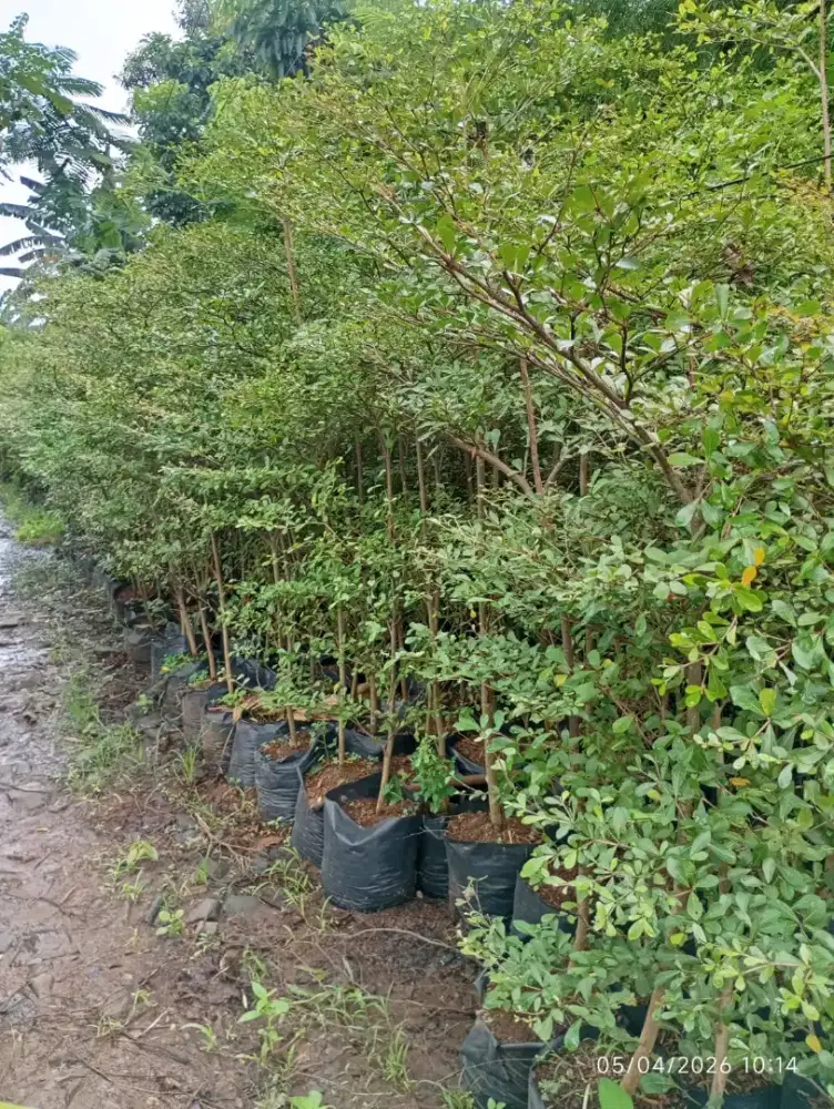 Ketapang kencana tinggi bervariasi