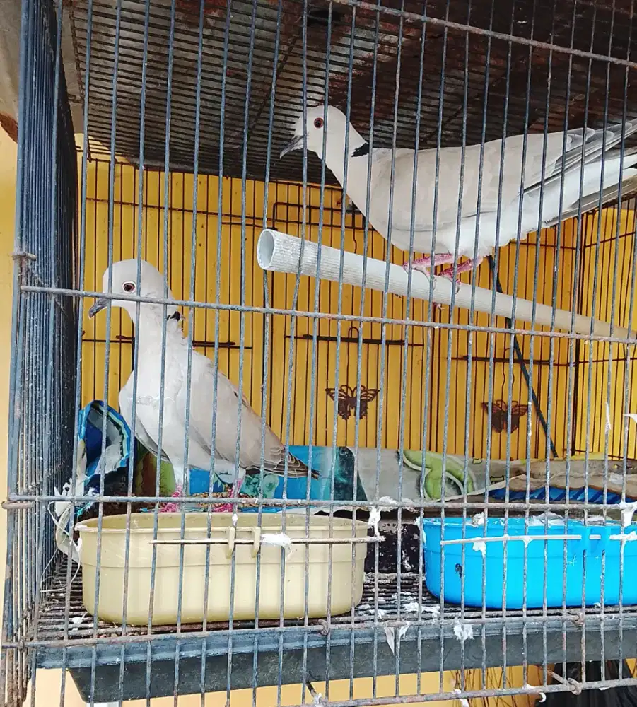 sepasang deruk putih