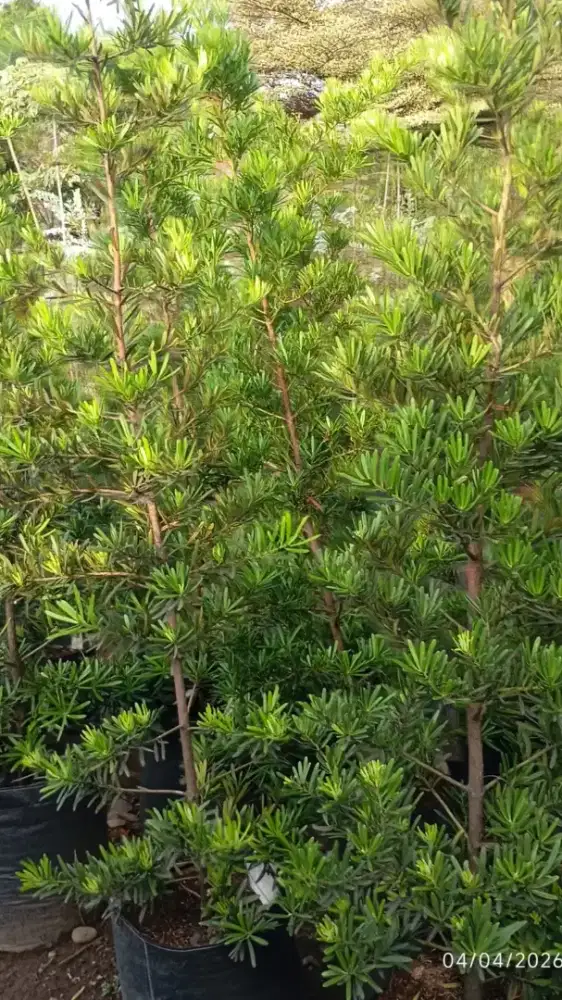 Tanaman Lohansung - tinggi bervariasi