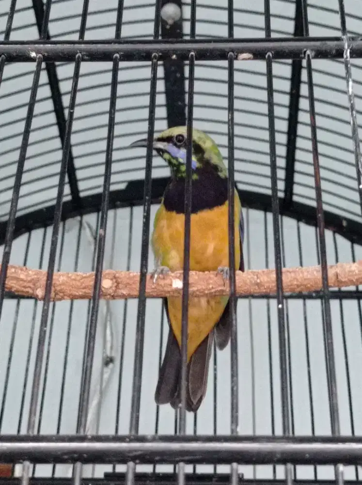 Cucak cungkuok trotol gacor