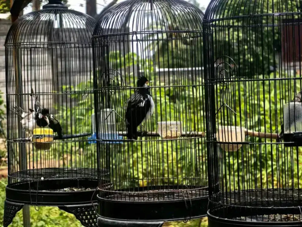 Jalak suren gacoran mulus