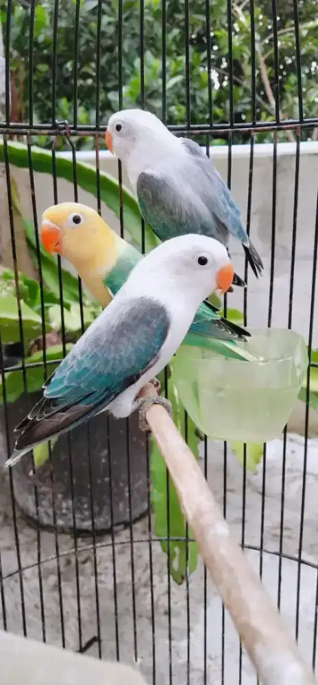 Paud LB biola mulus2