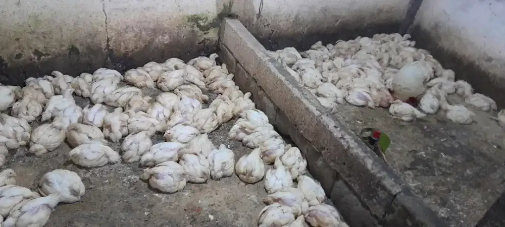 Ayam potong 1kg 37.000