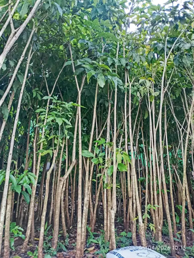 Tanaman Tabebuya Kuning