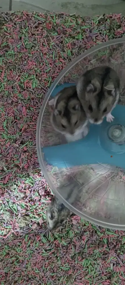 Hamster winter white tiger