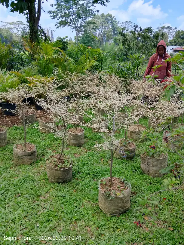 Tanaman Ketapang Varigata