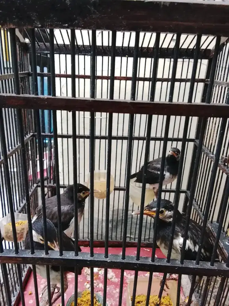 ANAKAN / LOLOHAN JALAK SUREN