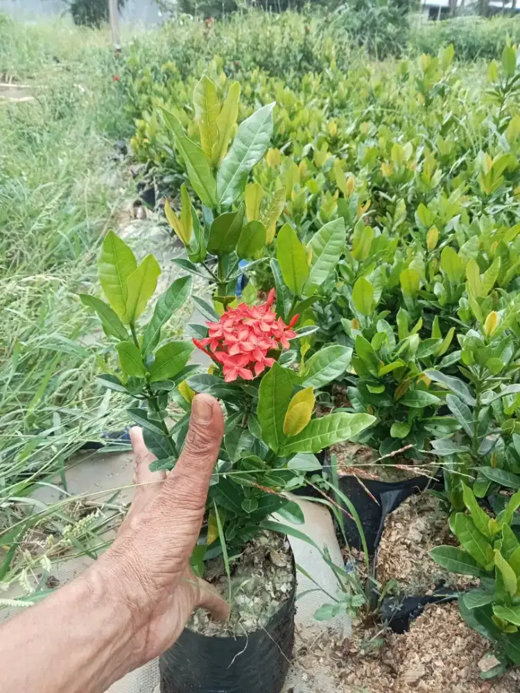 Tanaman Asoka - warna merah dan lainnya
